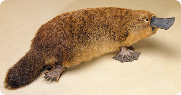 Image result for PLATYPUS