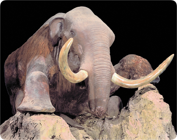 mammoths-berezovka_mammoth.jpg Image Thumbnail